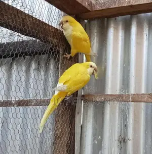 Yellow Quakers