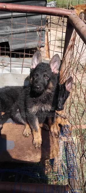 1-3 months Female Purebred German Shepherd