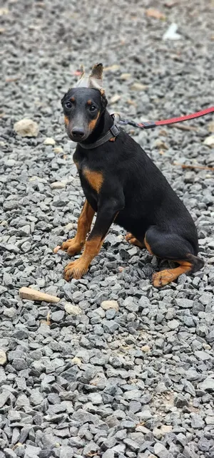 3-6 months Male Purebred Doberman Pinscher