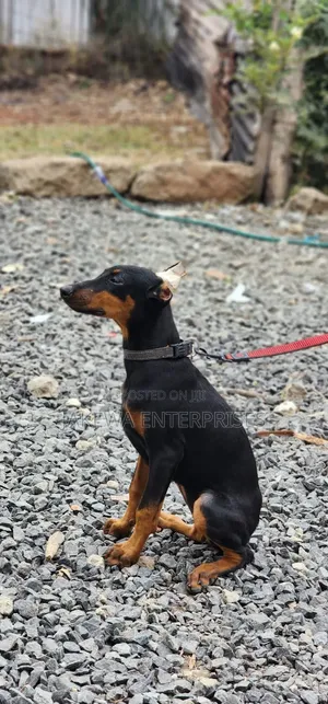 3-6 months Female Purebred Doberman Pinscher