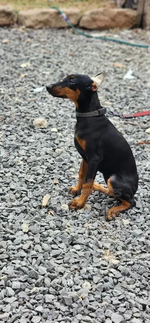 3-6 months Male Purebred Doberman Pinscher