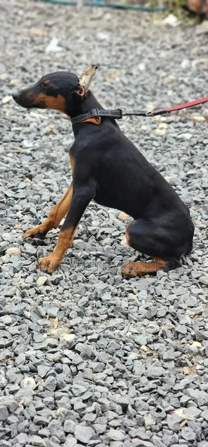 3-6 months Female Purebred Doberman Pinscher