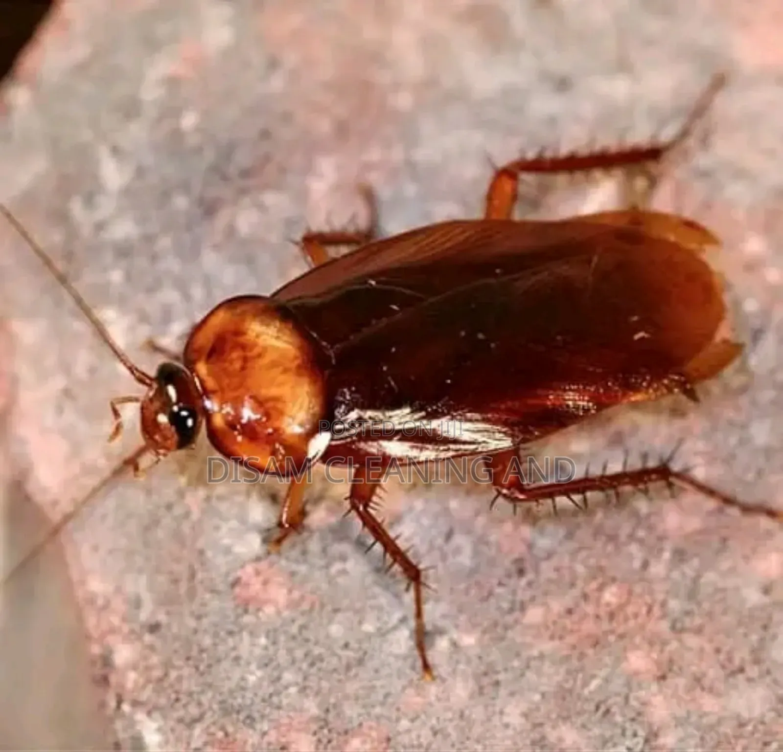 Roaches, Bugs Out! Sofa, Mattress Cleaned!