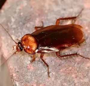 Roaches, Bugs Out! Sofa, Mattress Cleaned!