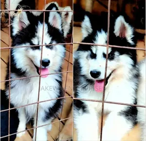 1-3 months Male Purebred Siberian Husky