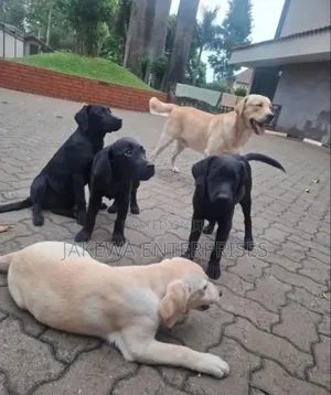 3-6 months Male Purebred Labrador Retriever