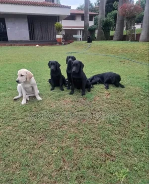 3-6 months Female Purebred Labrador Retriever