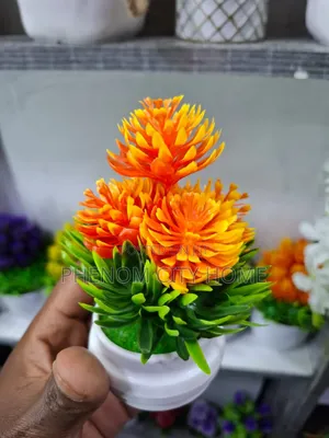 Modern Small Decorative Plants