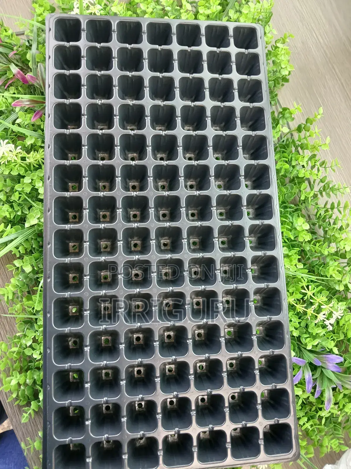 Seed Planting