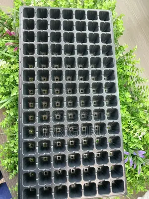 Seed Planting