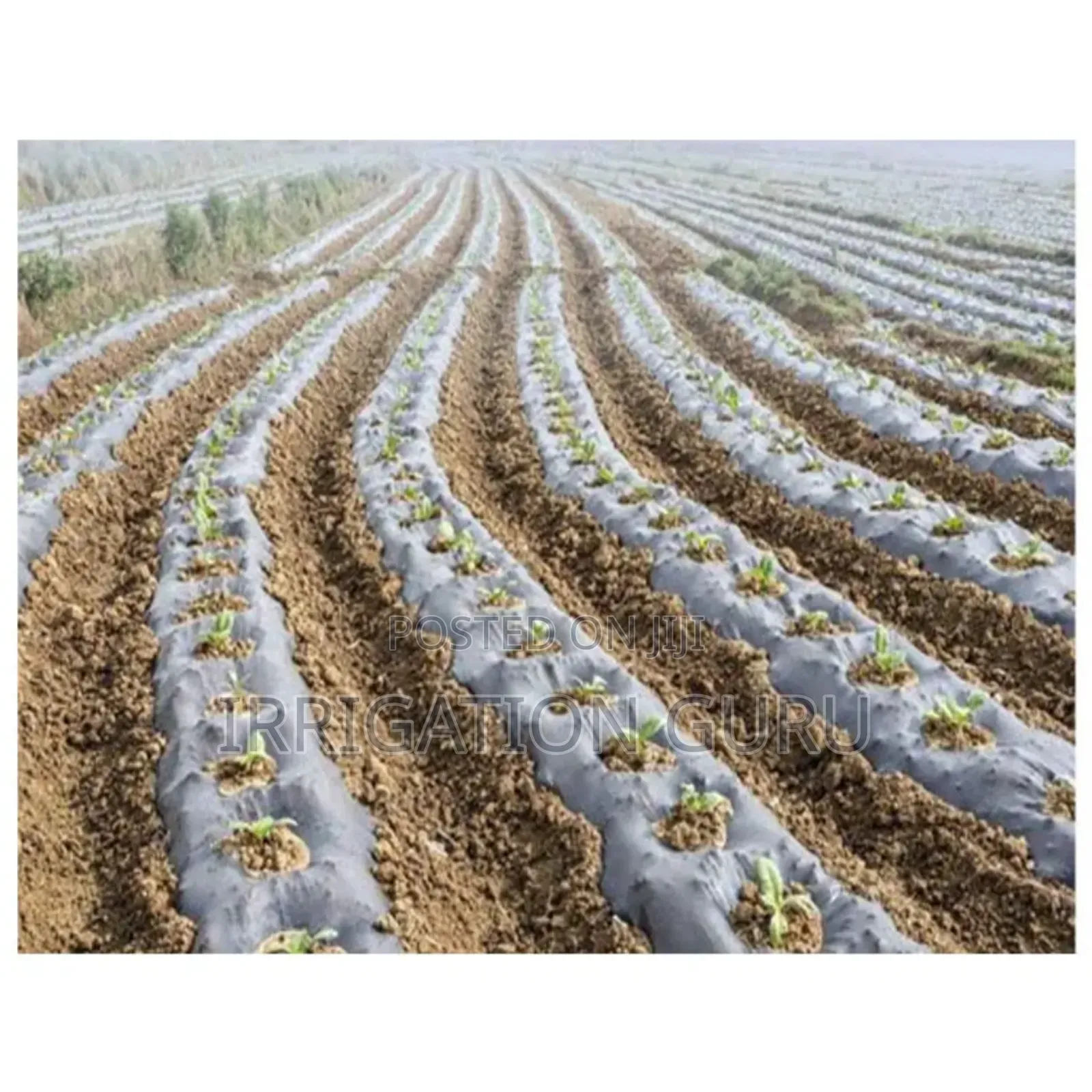 Biodegradable Sheet