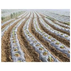 Biodegradable Sheet