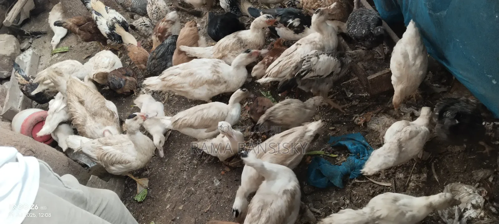 Moscovy Ducks