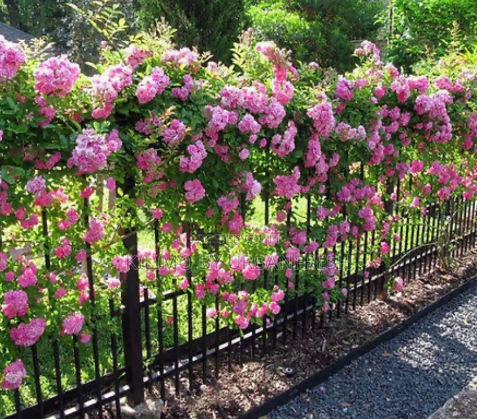 Peggy Martin Roses.