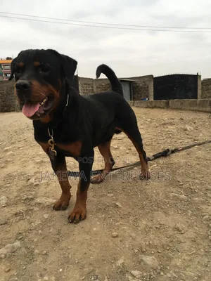 1+ year Male Purebred Rottweiler