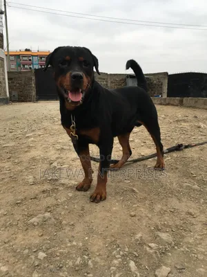 1+ year Male Purebred Rottweiler