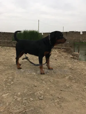 1+ year Male Purebred Rottweiler