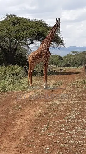 534 Acres Ranch Kajiado