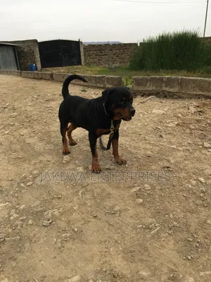 1+ year Male Purebred Rottweiler