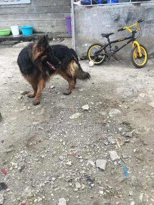 1+ year Male Purebred German Shepherd
