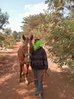 Horse for Sale in Kenya