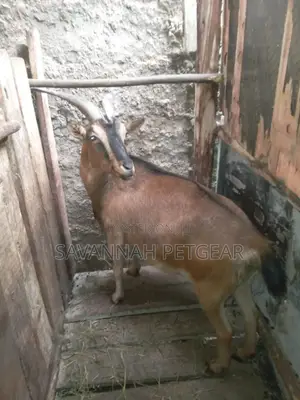 Alpine Goat, a Breed Known for Its Dairy Production (Mature)