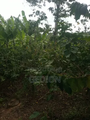 Land Wit Coffee for Sale