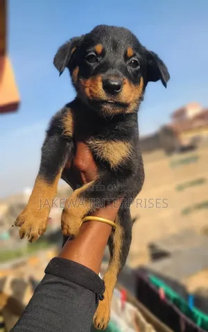 1-3 months Female Purebred Rottweiler
