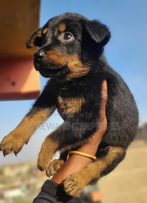 1-3 months Male Purebred Rottweiler