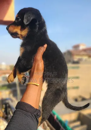 1-3 months Male Purebred Rottweiler