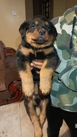 1-3 months Male Purebred Rottweiler