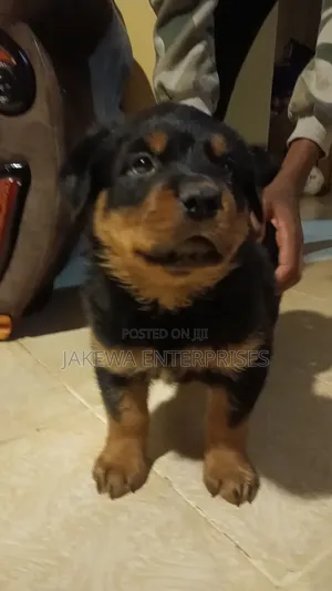 1-3 months Male Purebred Rottweiler