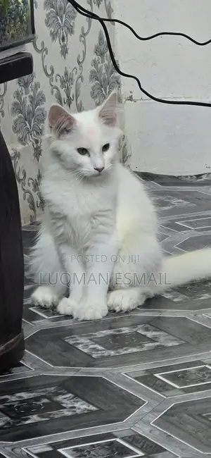 1-3 months Female Purebred Maine Coon