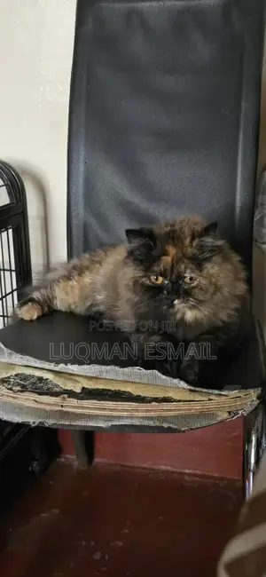 3-6 months Male Purebred Persian
