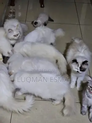 1-3 months Male Purebred American Shorthair