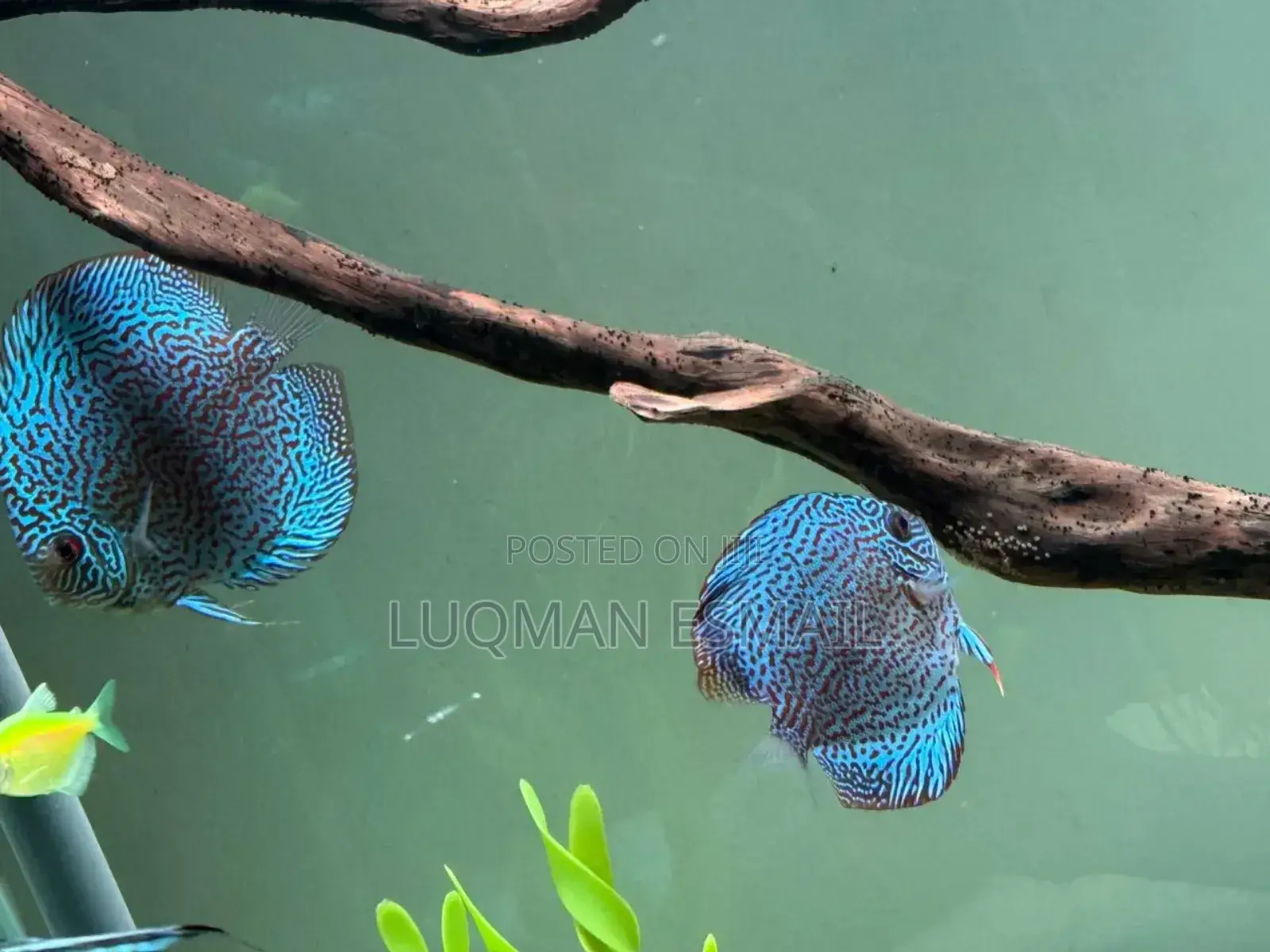 Discuss Fish, Breeding Pair