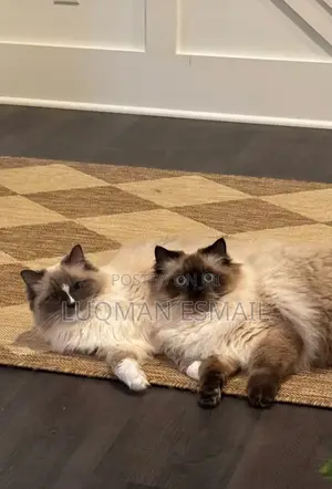 3-6 months Female Purebred Himalayan