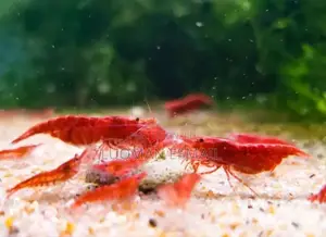Cherry Shrimps Available