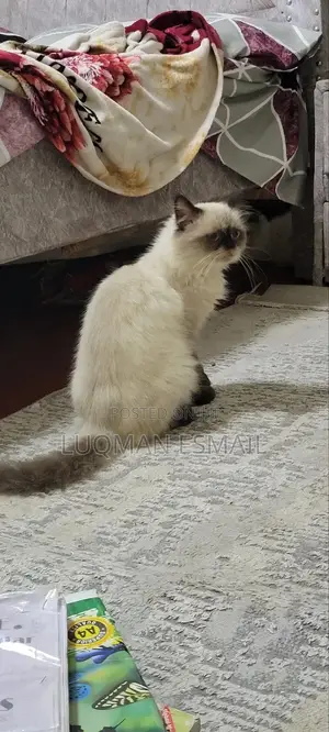 6-12 months Male Purebred Himalayan
