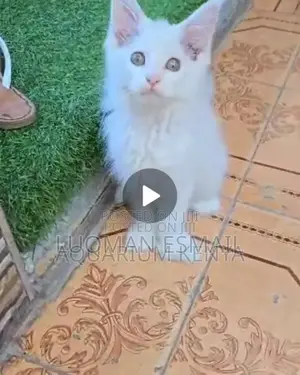 1-3 months Male Purebred Maine Coon