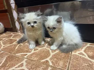 0-1 month Male Purebred Himalayan