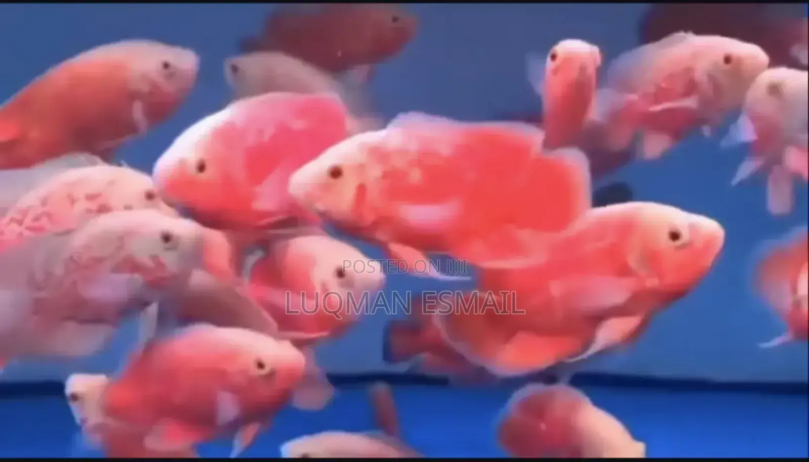 Oscars and Flowerhorns