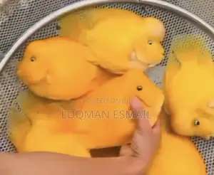 Oscars and Flowerhorns