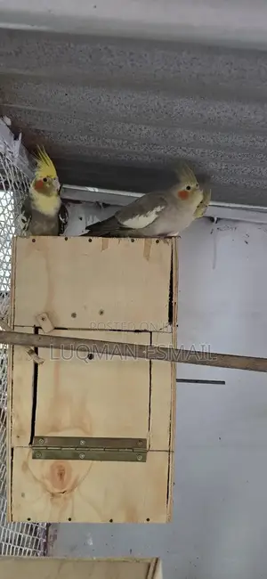 Cockatiel's