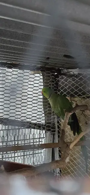 Ring Necks Green
