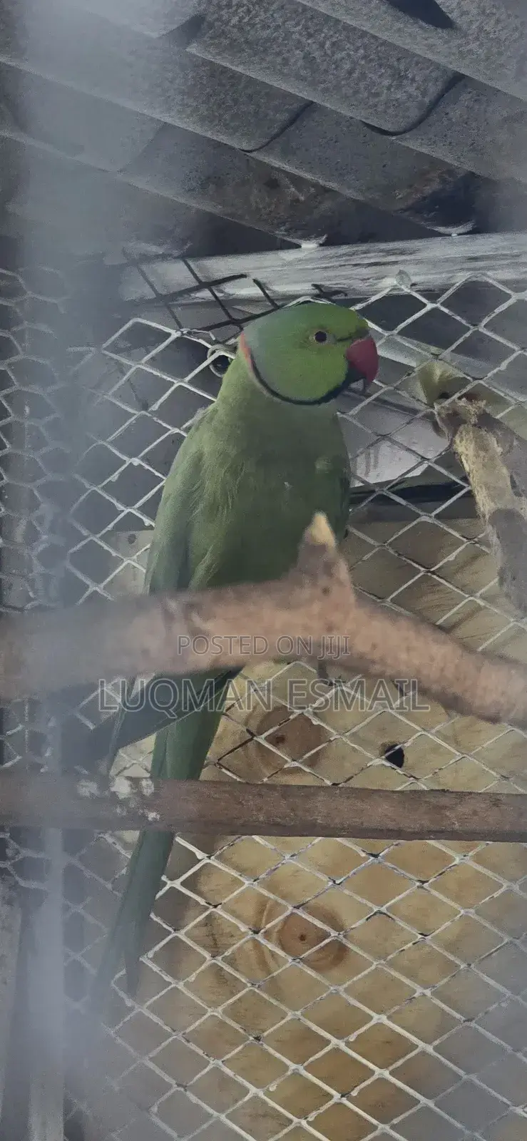 Ring Necks Green