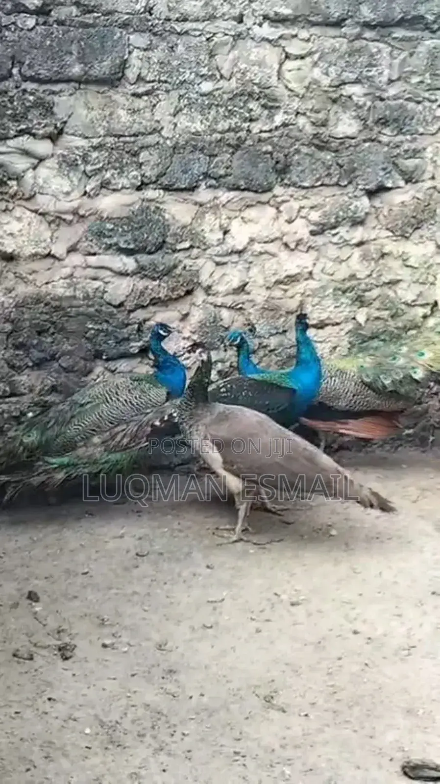 Peacock Male