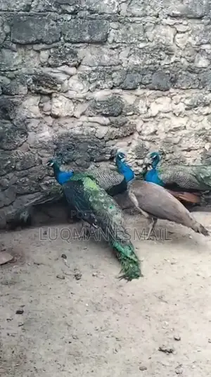 Peacock Male