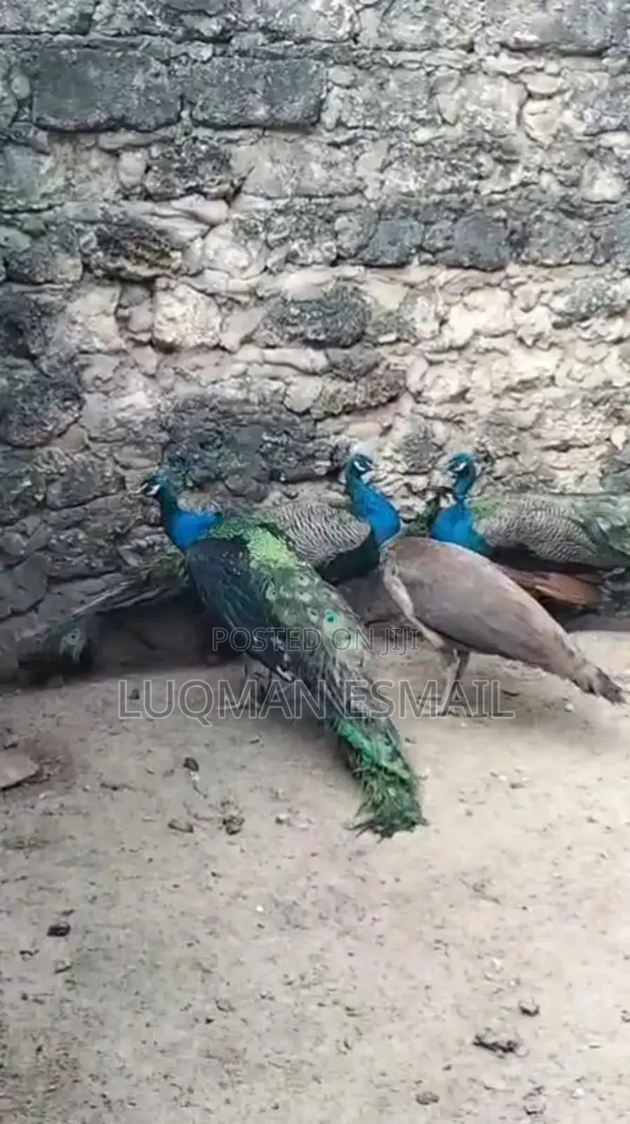 Peacock Male