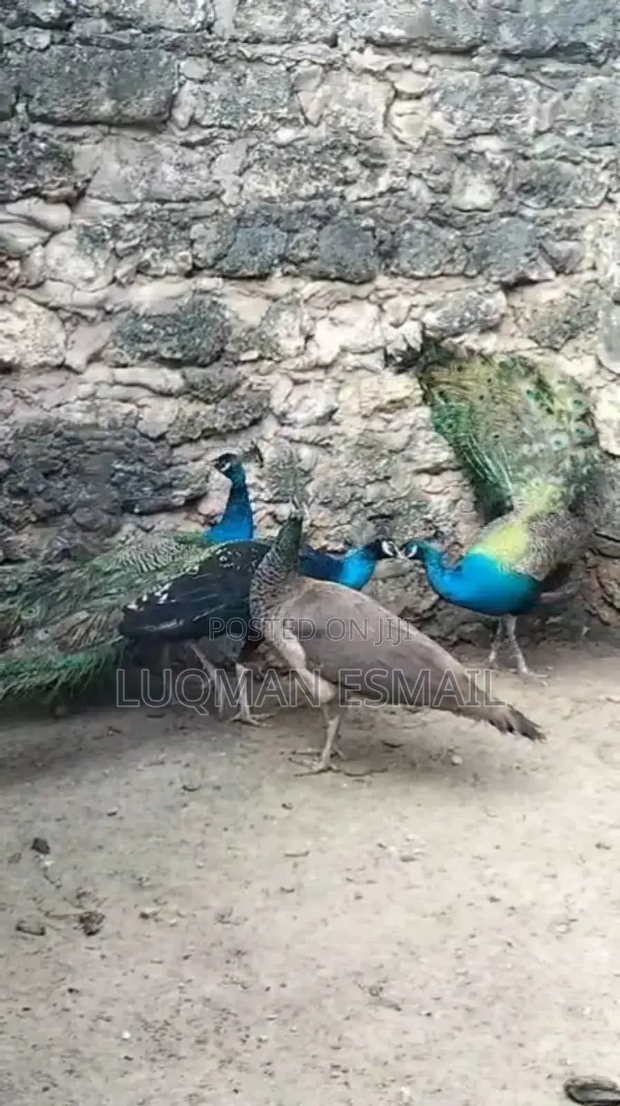 Peacock Male